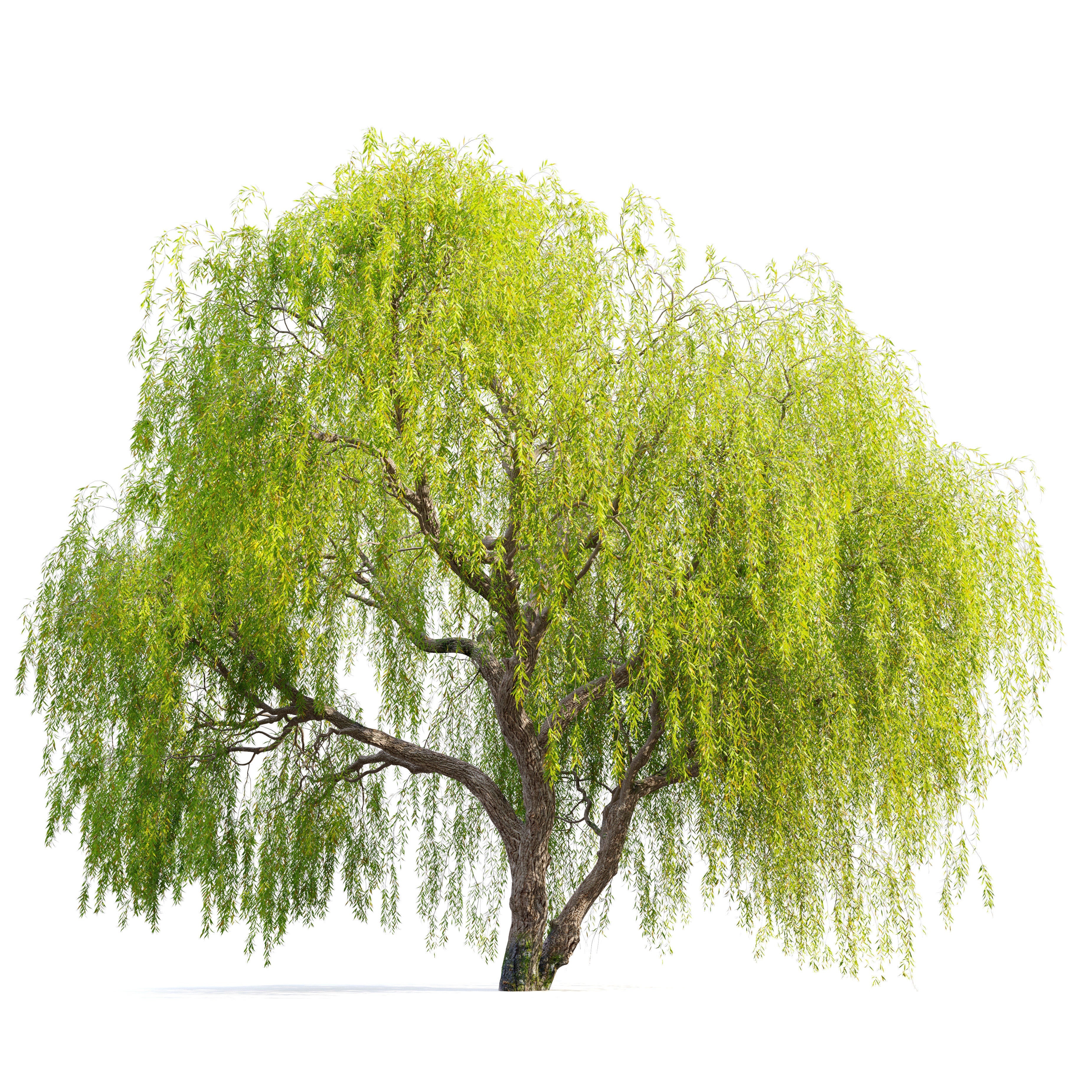 Weeping Willow 05 3D model_1