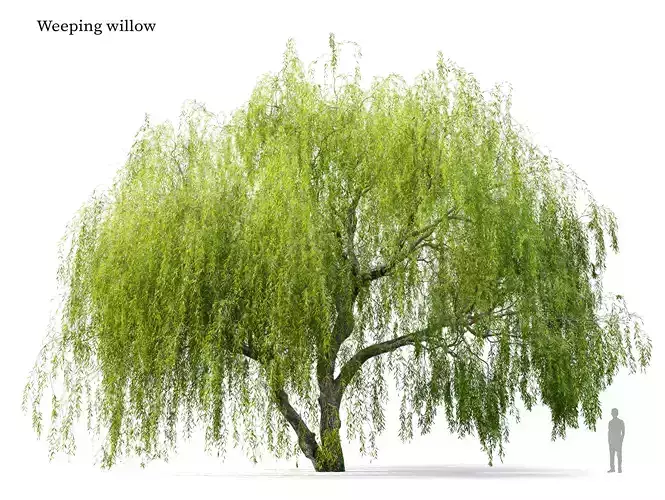 Weeping Willow 05 3D model