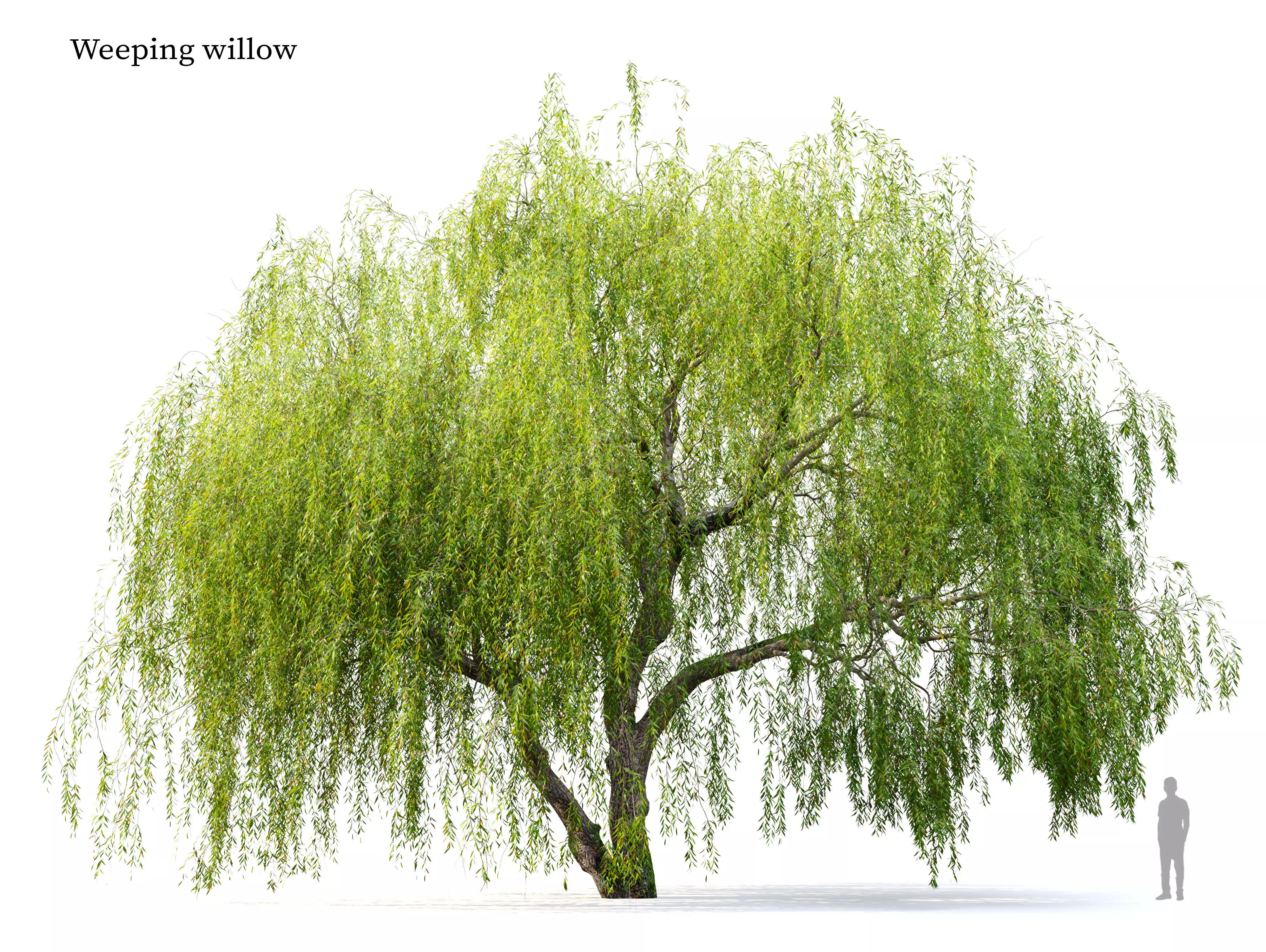 Weeping Willow 05 3D model_0