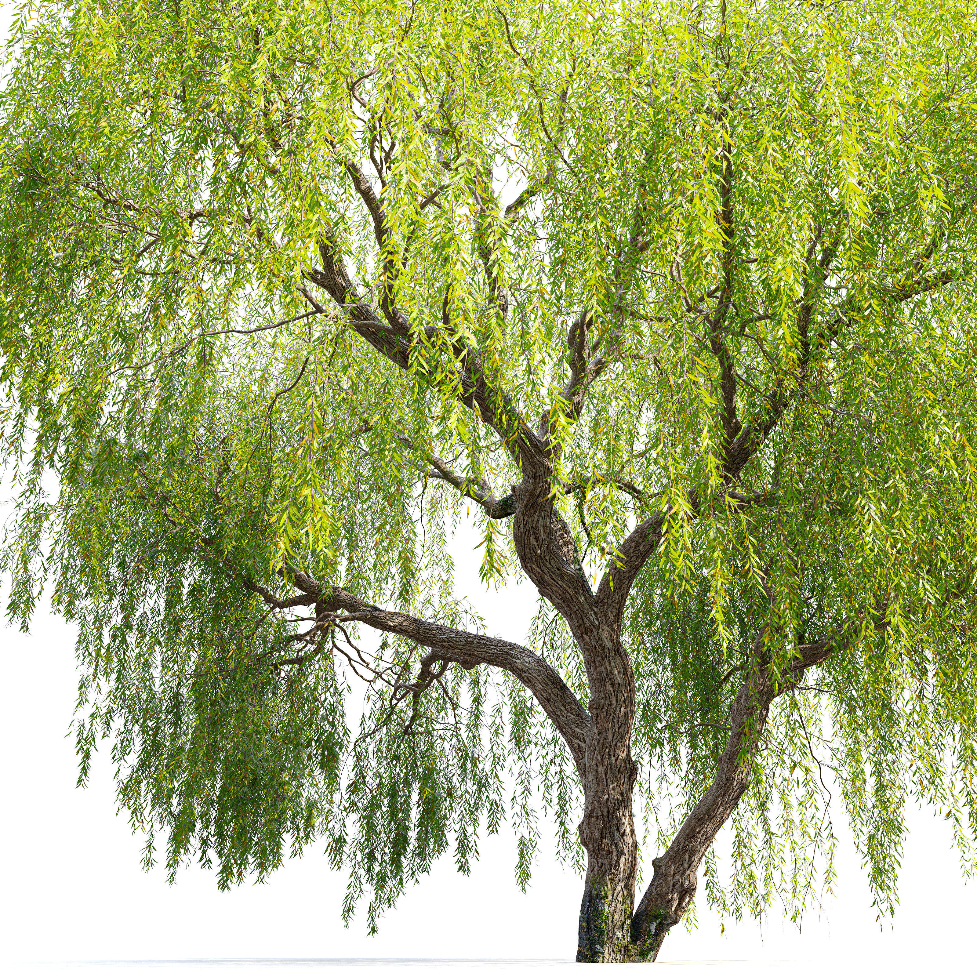 Weeping Willow 05 3D model_2