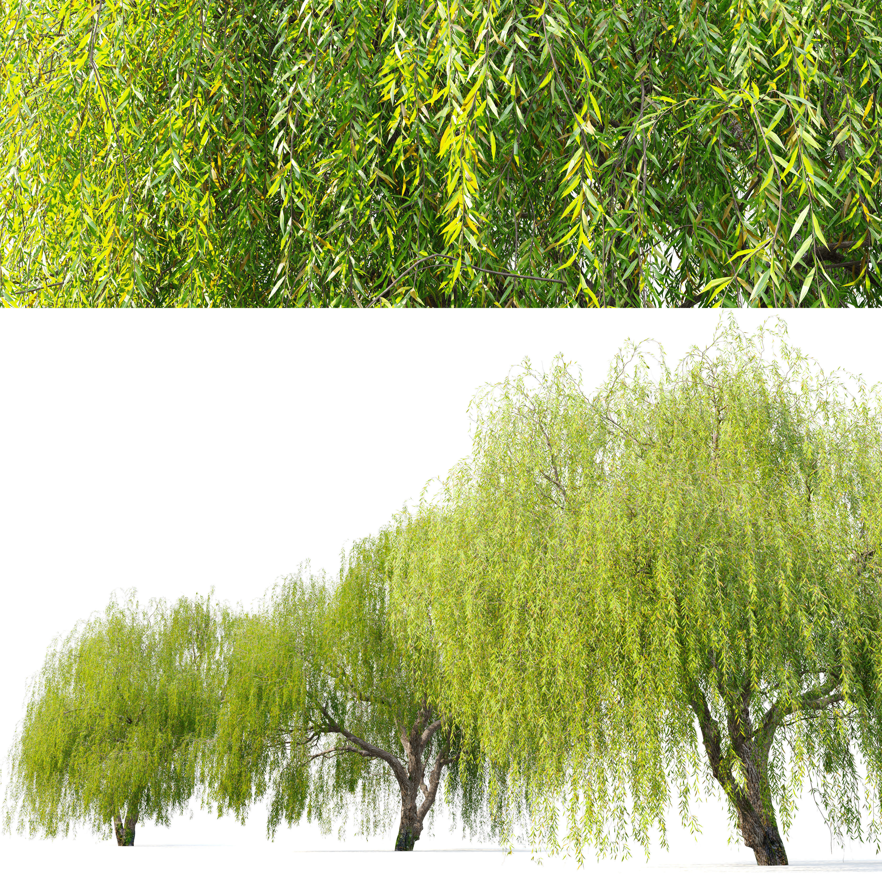 Weeping Willow 05 3D model_3