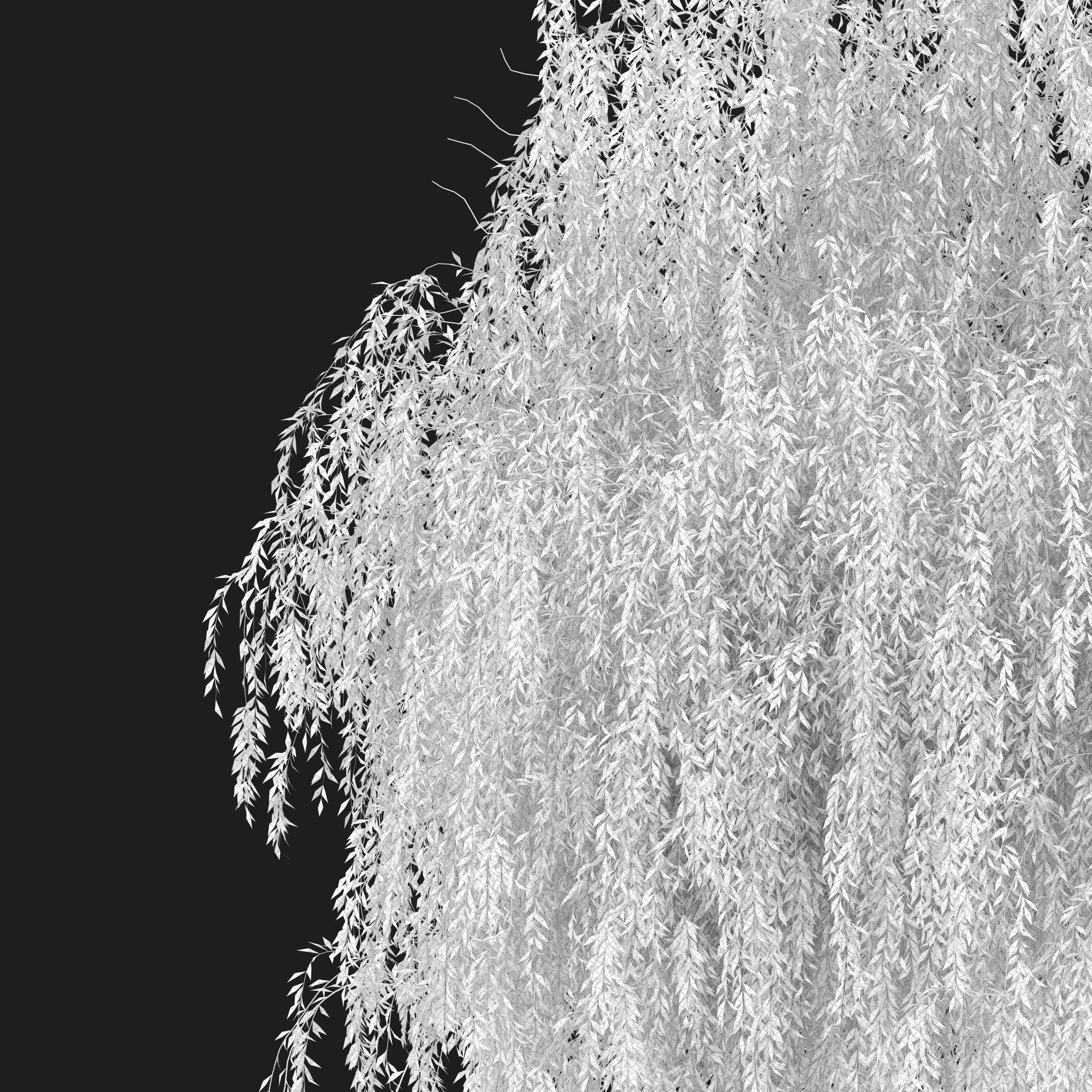 Weeping Willow 05 3D model_4