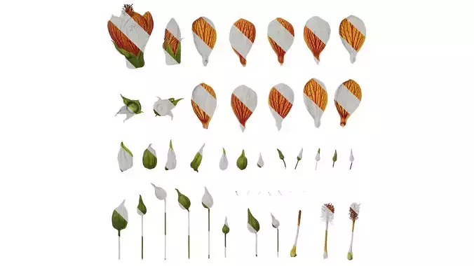 Anydrafts Abutilon pictum Flower 04 Texture