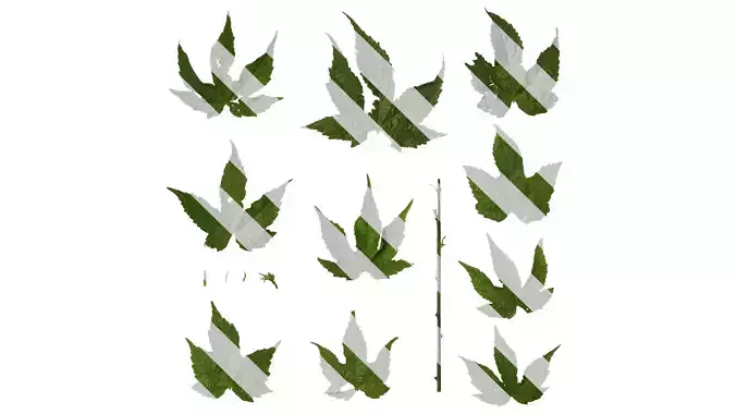 Anydrafts Abutilon pictum Leaf 05 Texture