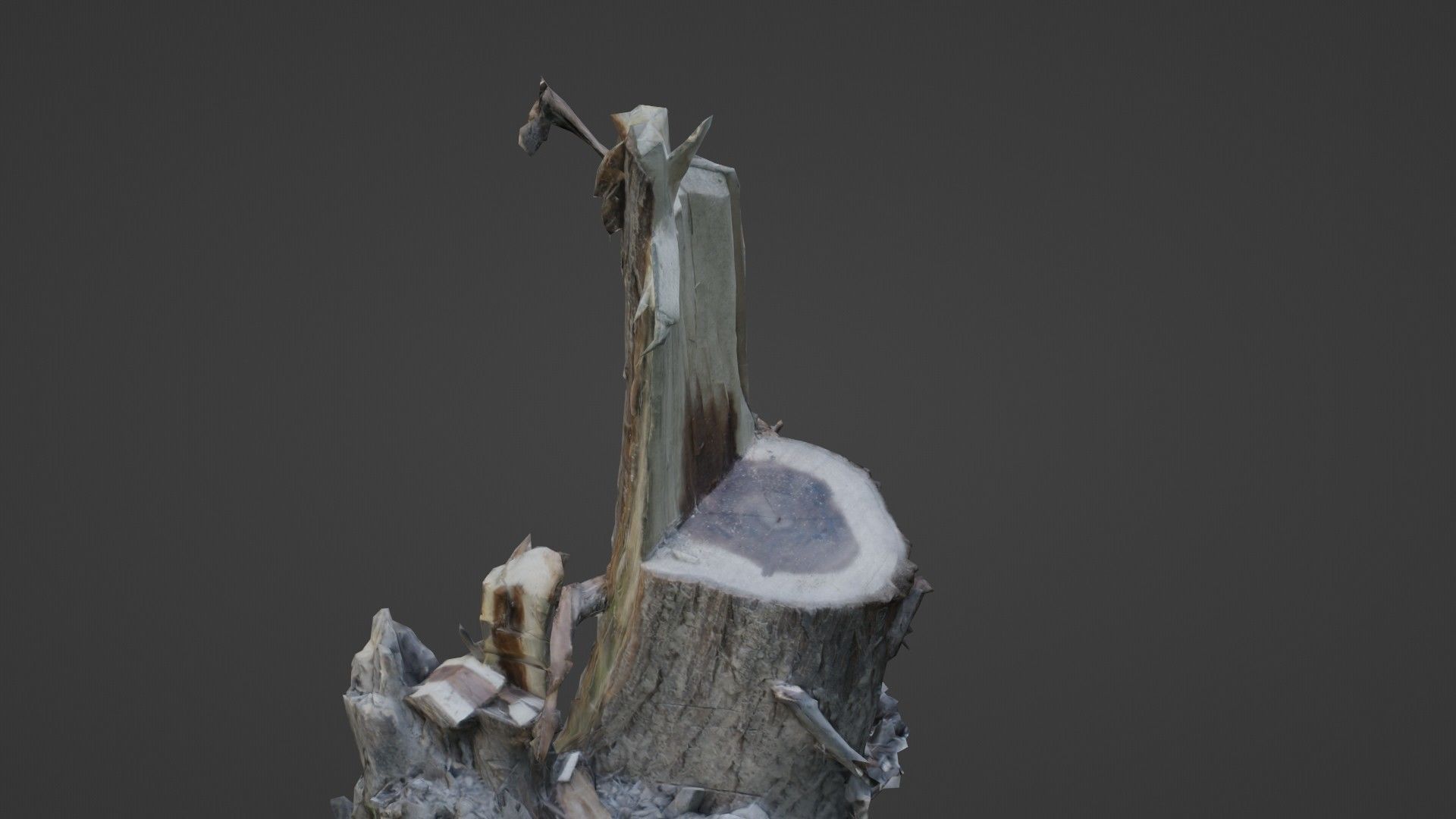 Cutted tree trunk Low-poly 3D model_7
