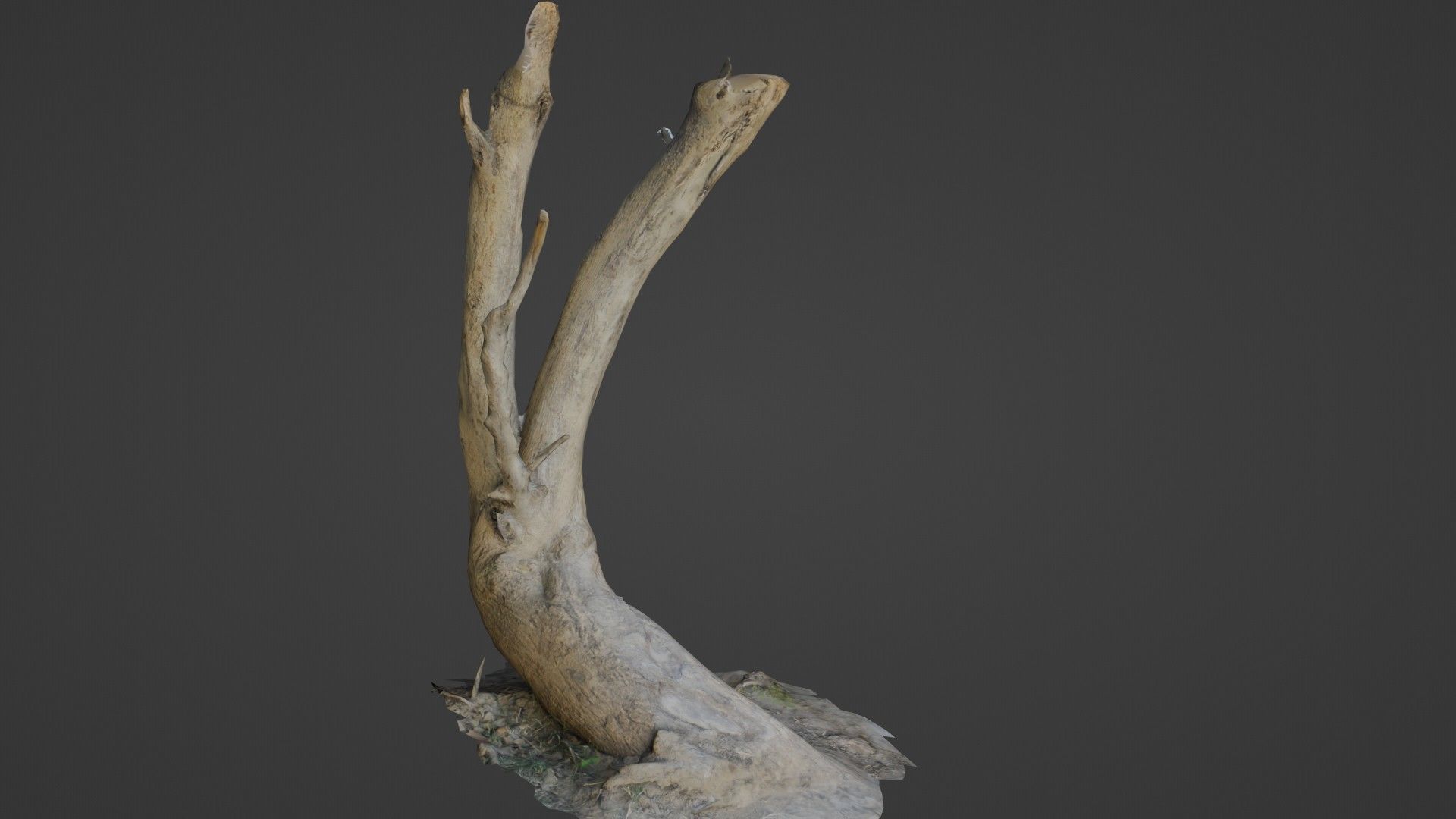 Tilted tree trunk Low-poly 3D model_5