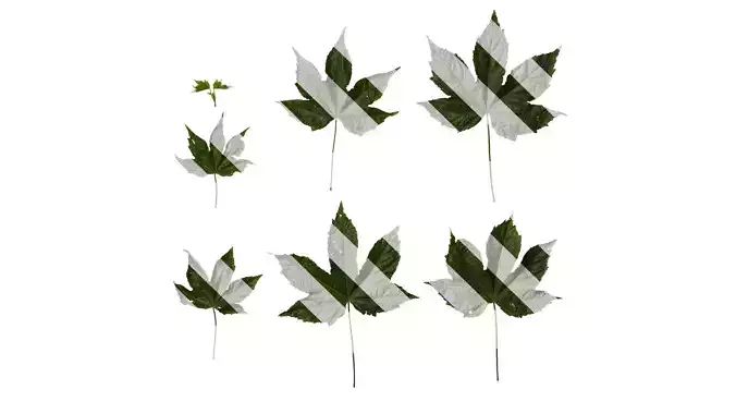 Anydrafts Abutilon pictum Leaf 06