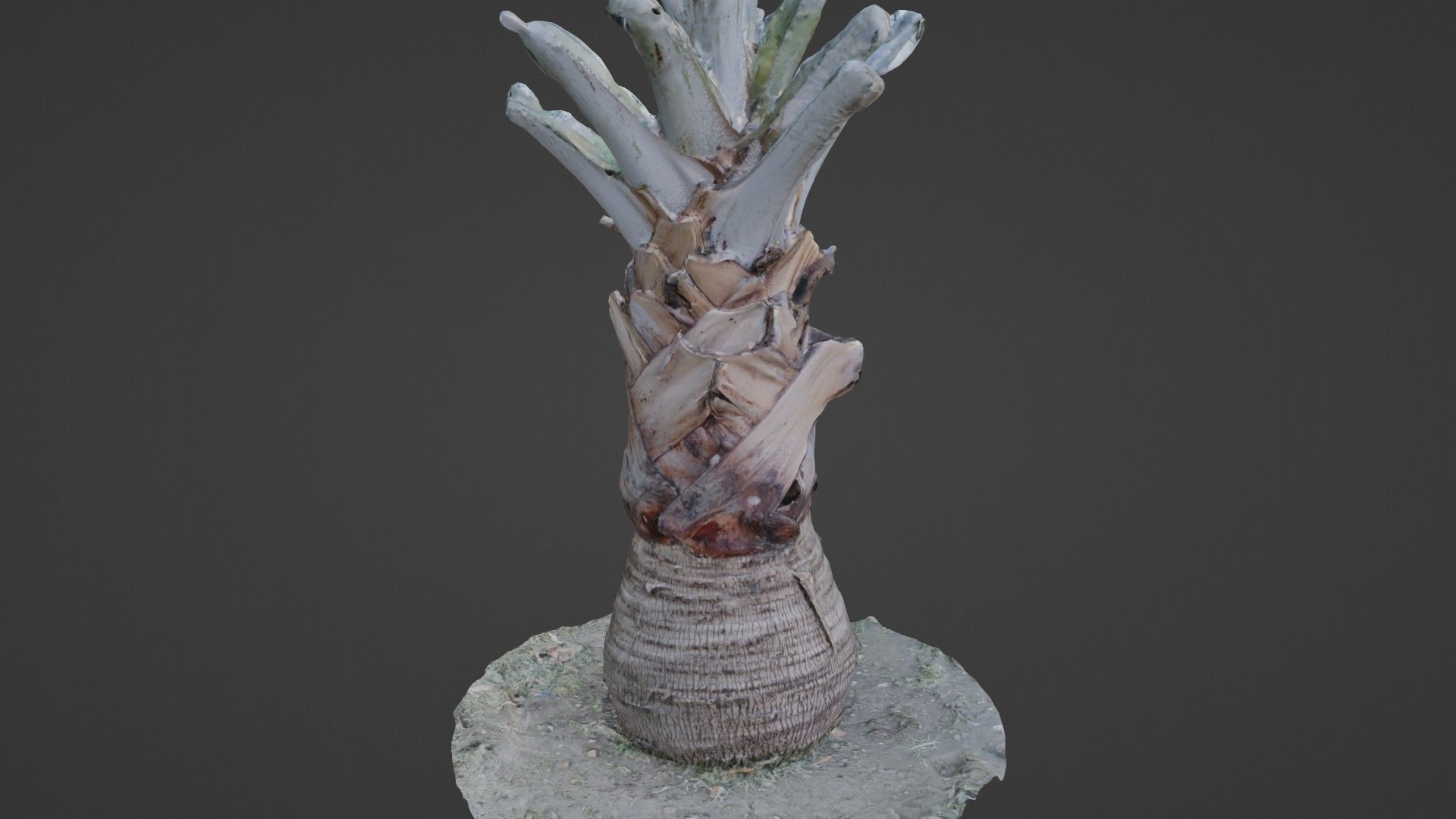 Bismark Palm Low-poly 3D model_1