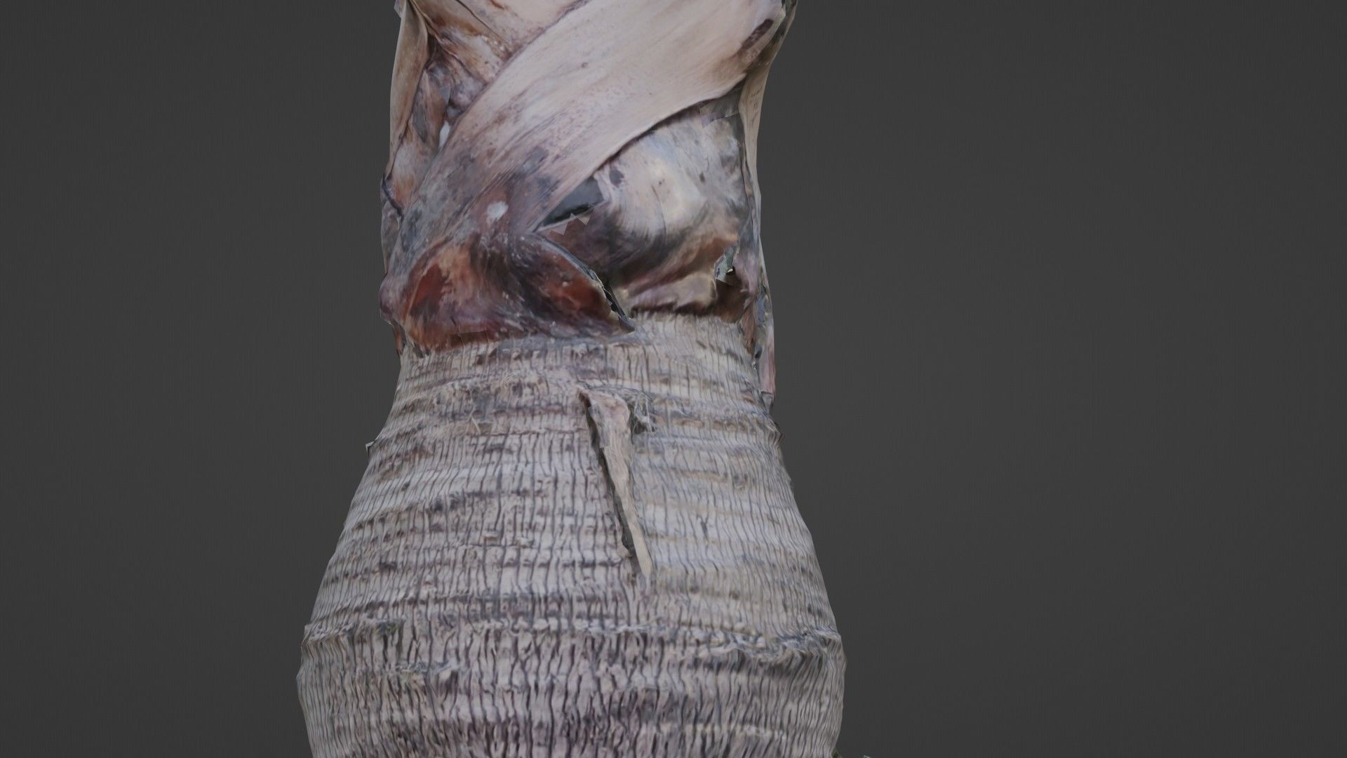 Bismark Palm Low-poly 3D model_5