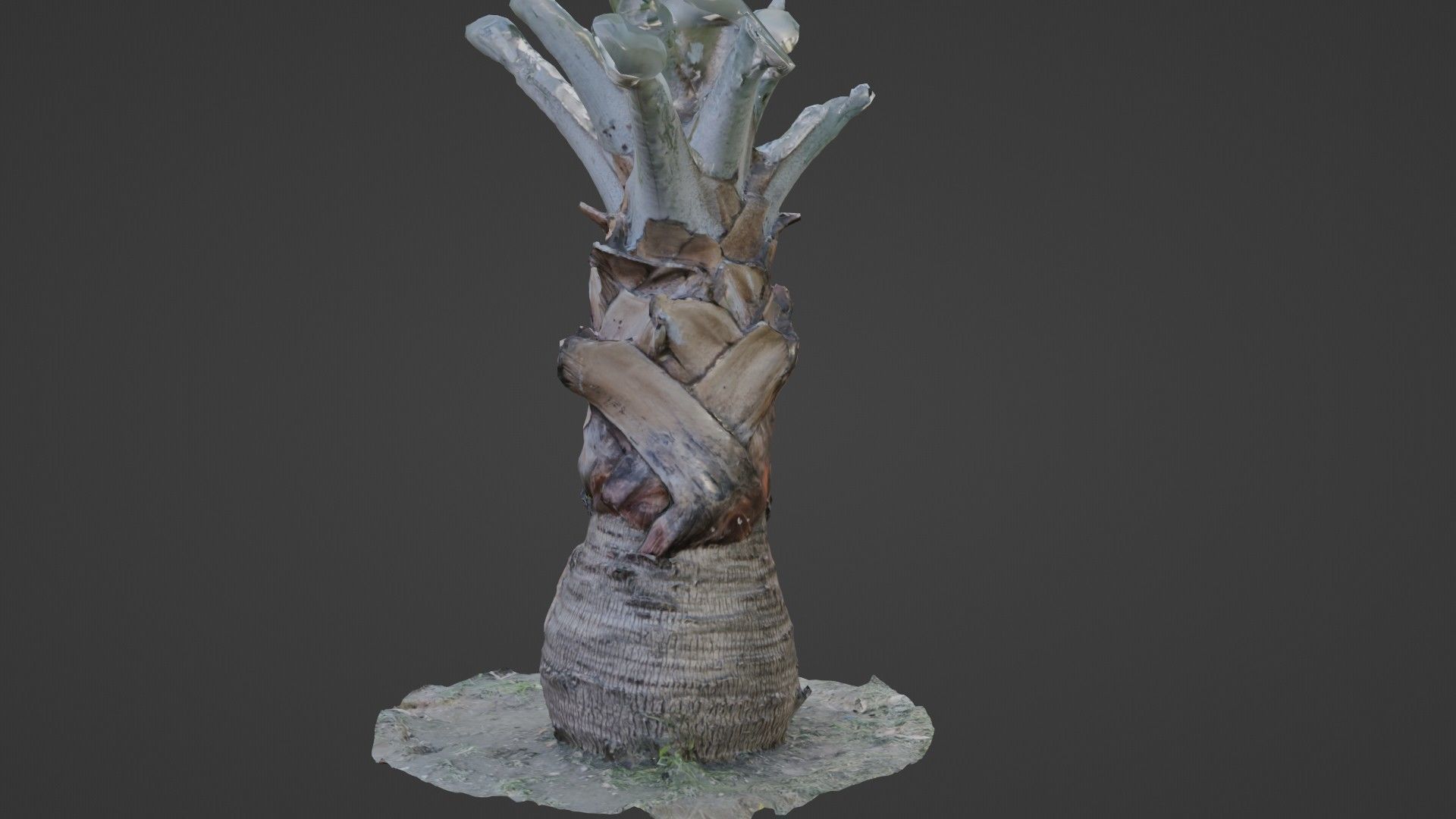 Bismark Palm Low-poly 3D model_6