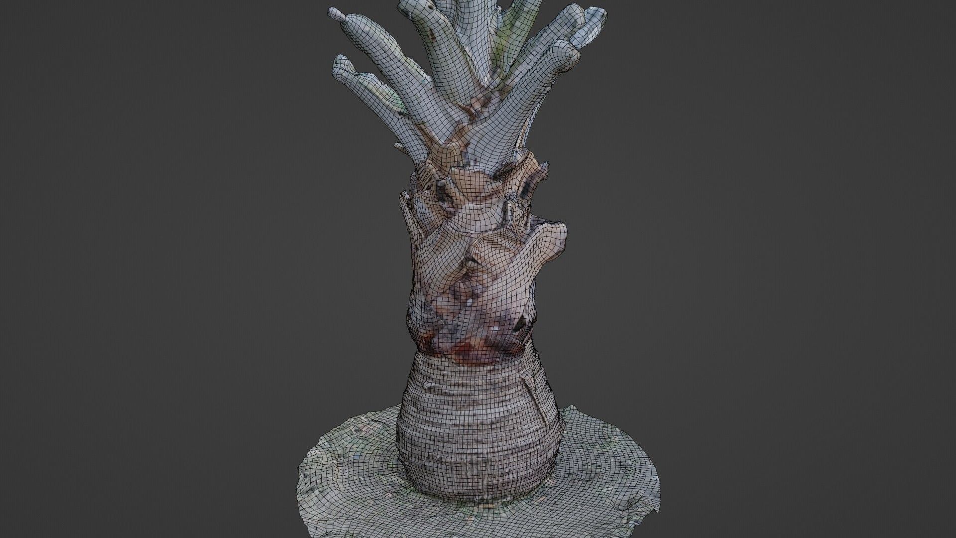 Bismark Palm Low-poly 3D model_2