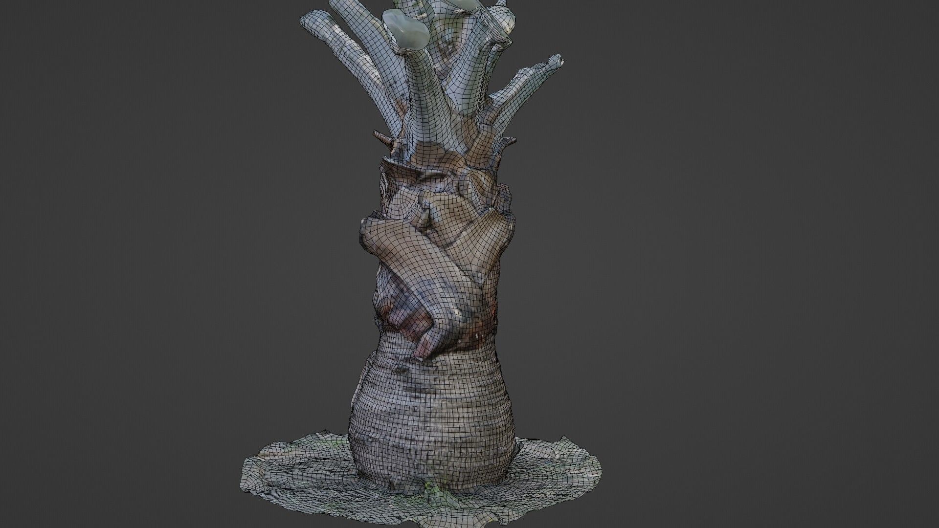 Bismark Palm Low-poly 3D model_7