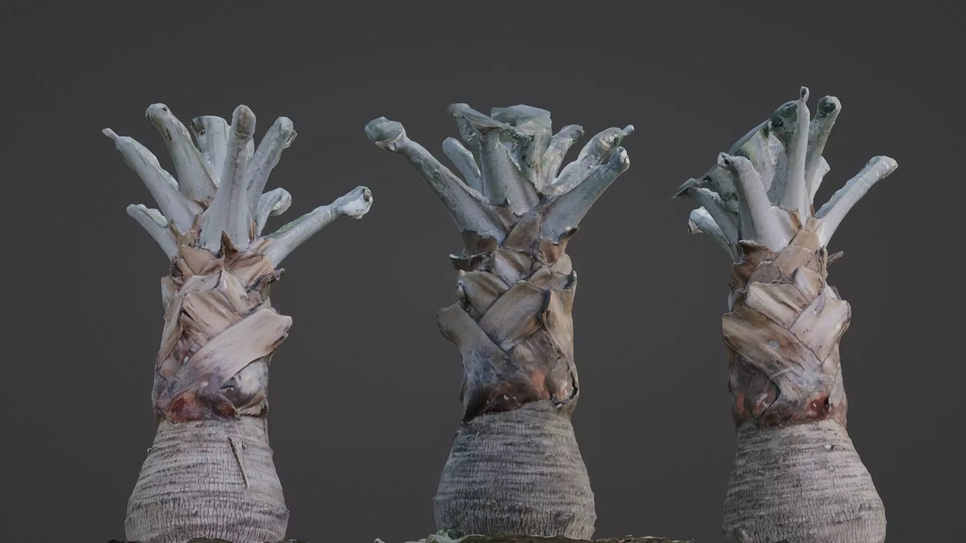 Bismark Palm Low-poly 3D model_0