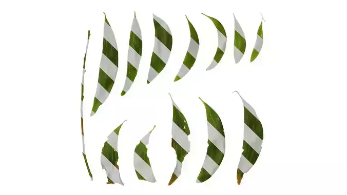 Anydrafts Acacia confusa Leaf 01 Texture