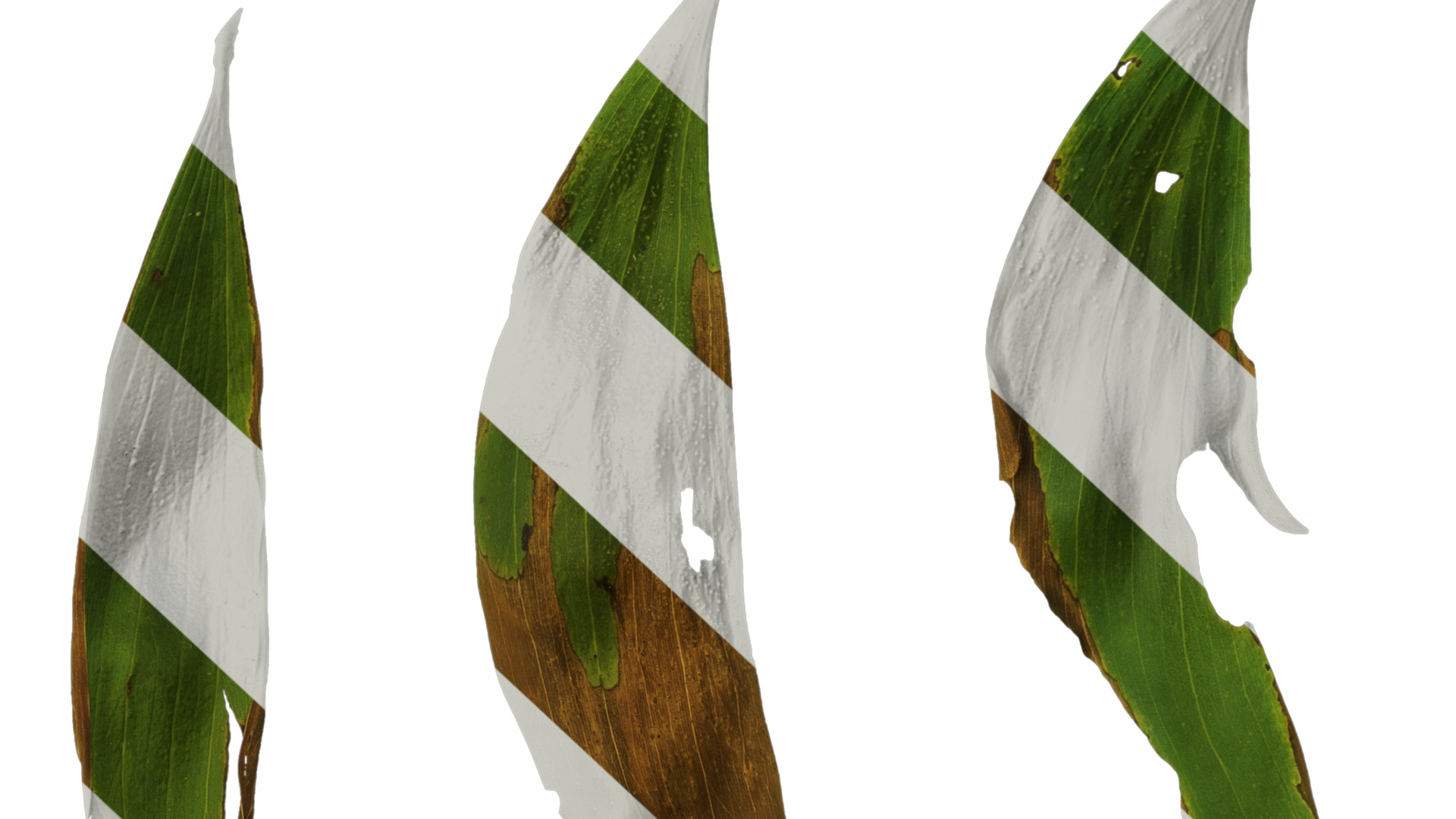 Anydrafts Acacia confusa Leaf 02 Texture_6