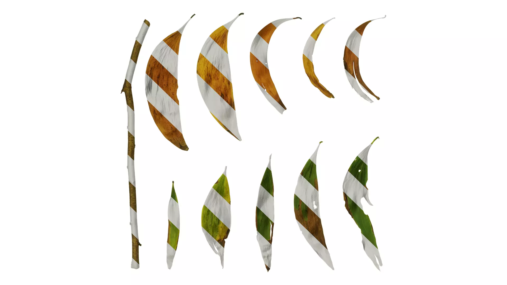 Anydrafts Acacia confusa Leaf 02 Texture_0