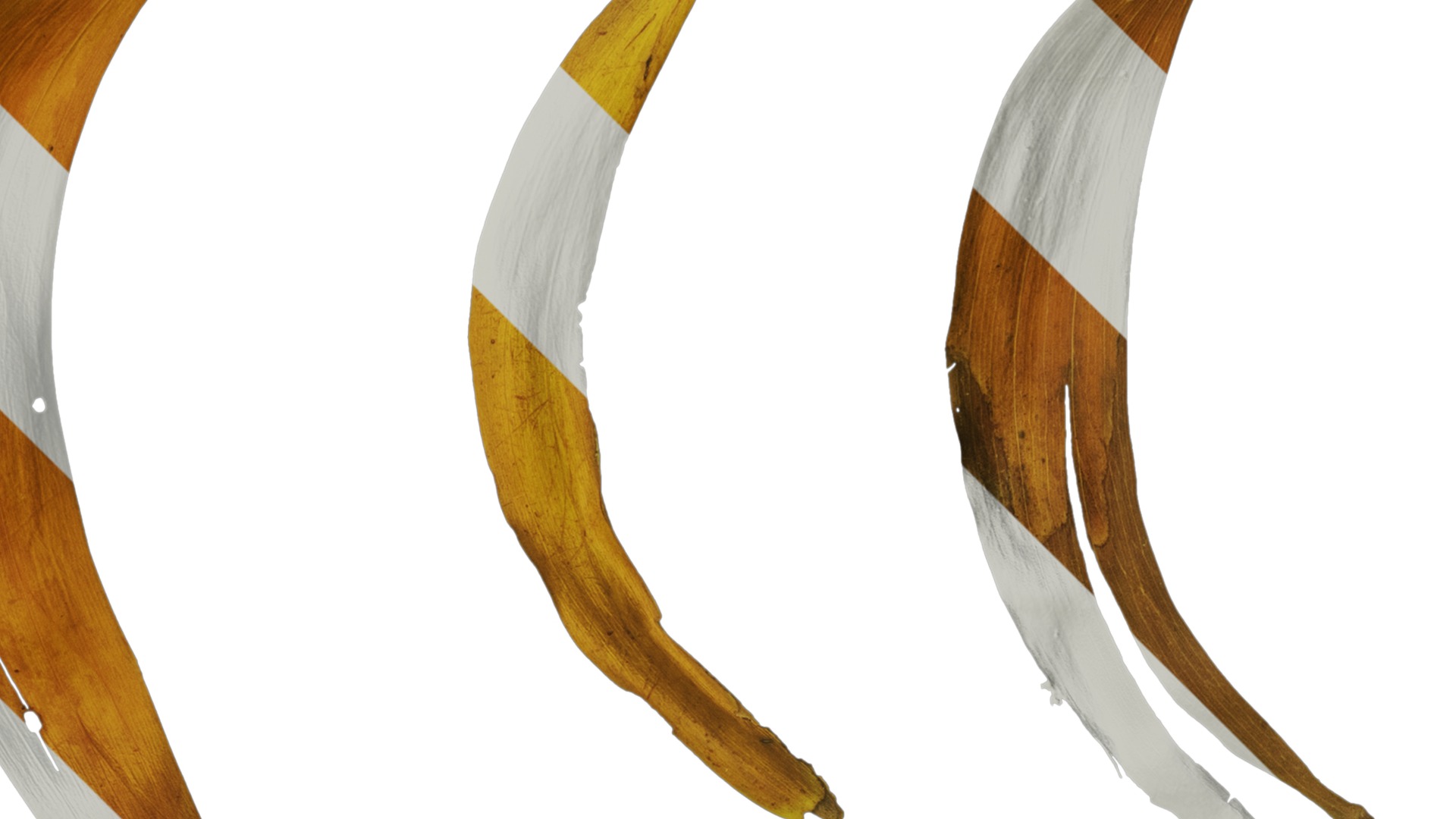 Anydrafts Acacia confusa Leaf 02 Texture_2