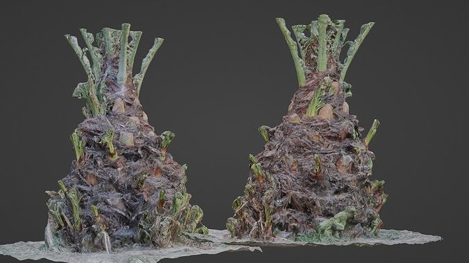 Plam base Low-poly 3D model