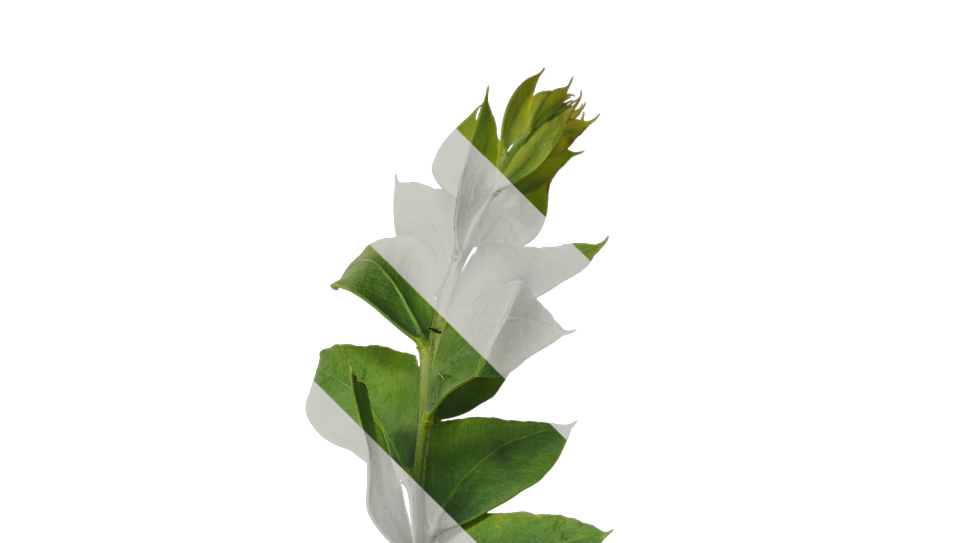 Anydrafts Acacia cultriformis Atlas 01 Texture_2