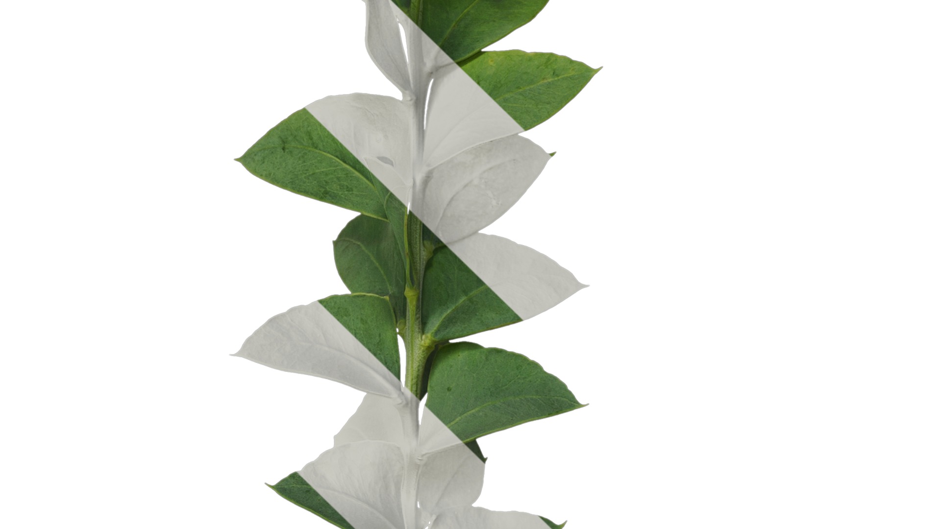 Anydrafts Acacia cultriformis Atlas 01 Texture_4