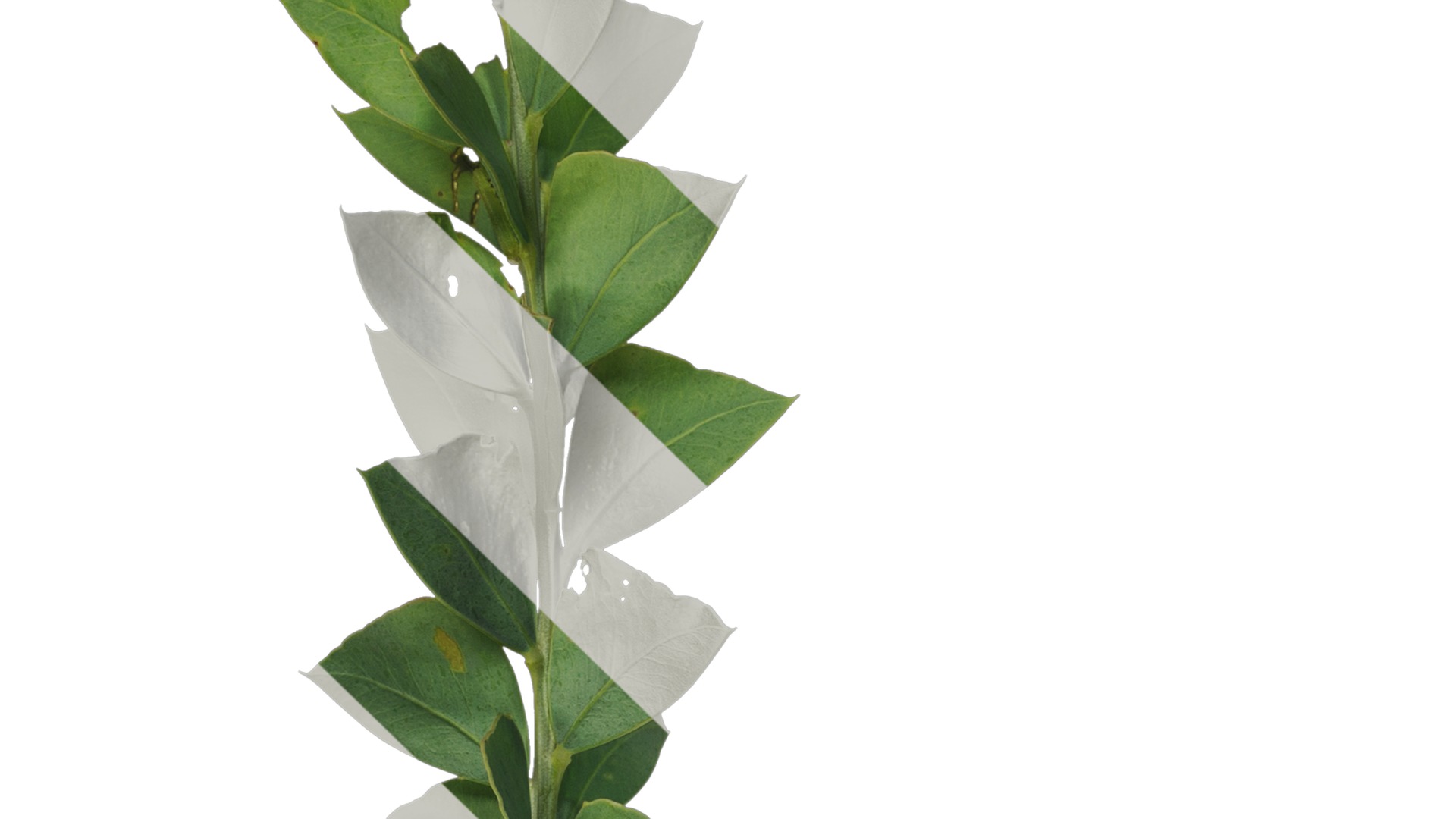 Anydrafts Acacia cultriformis Atlas 01 Texture_3