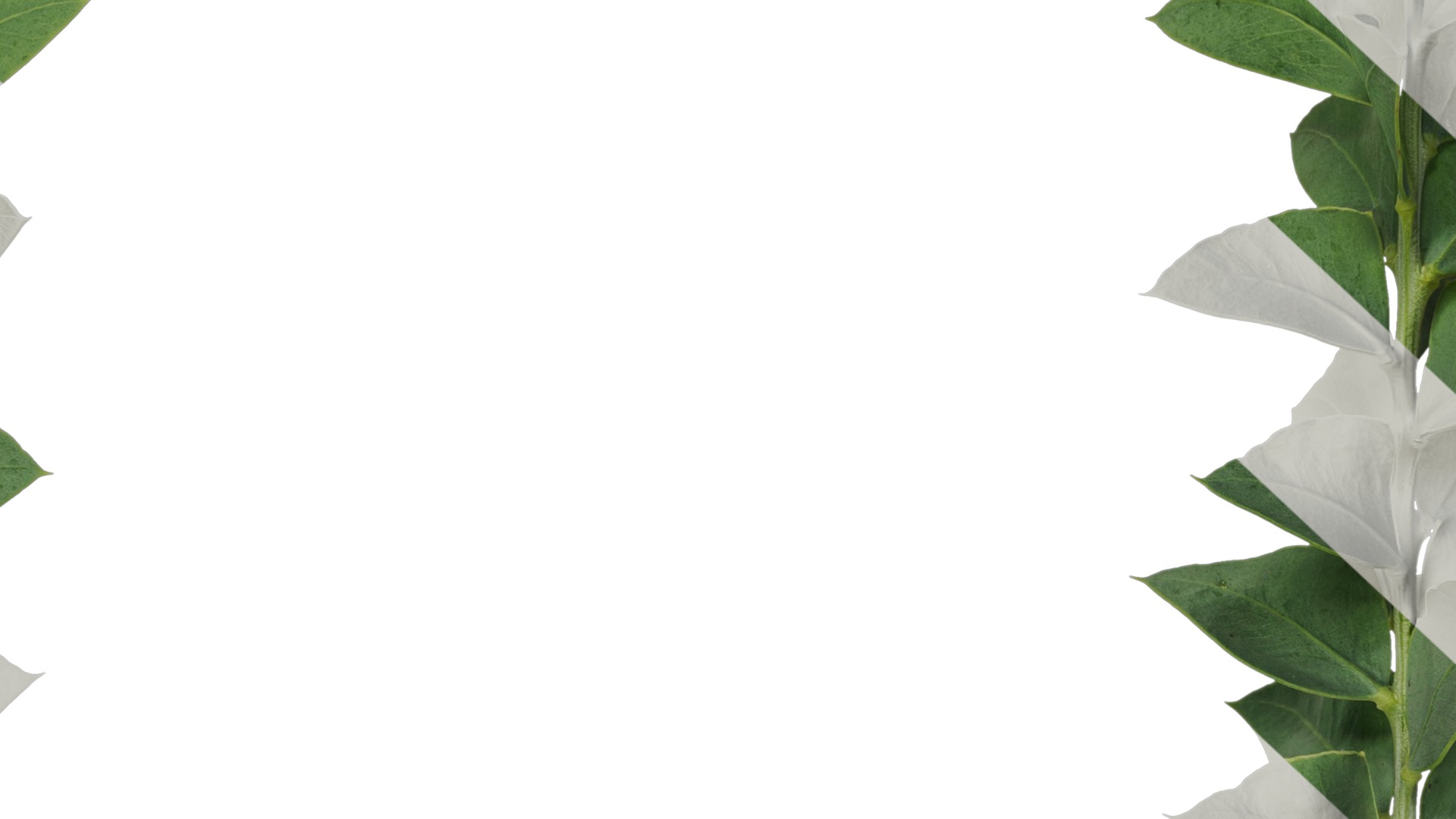 Anydrafts Acacia cultriformis Atlas 01 Texture_7