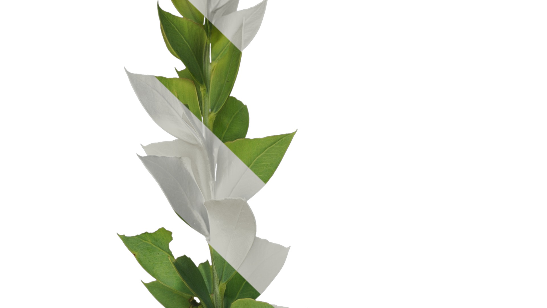 Anydrafts Acacia cultriformis Atlas 01 Texture_1