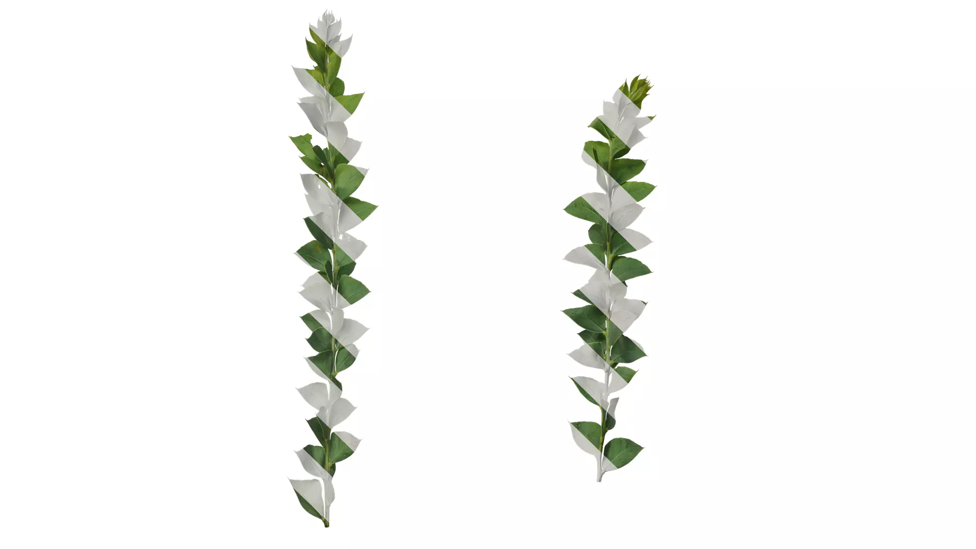 Anydrafts Acacia cultriformis Atlas 01 Texture_0