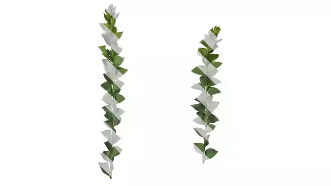 Anydrafts Acacia cultriformis Atlas 01