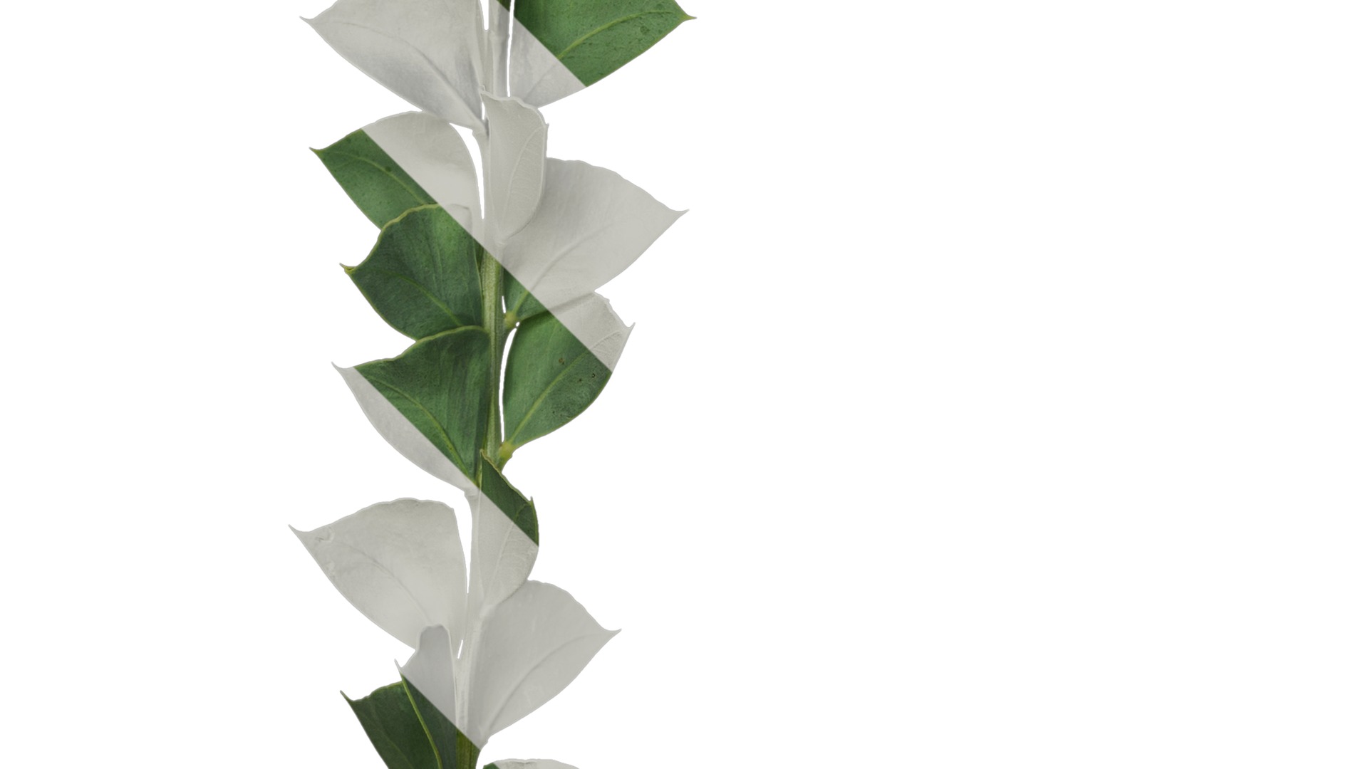 Anydrafts Acacia cultriformis Atlas 01 Texture_5