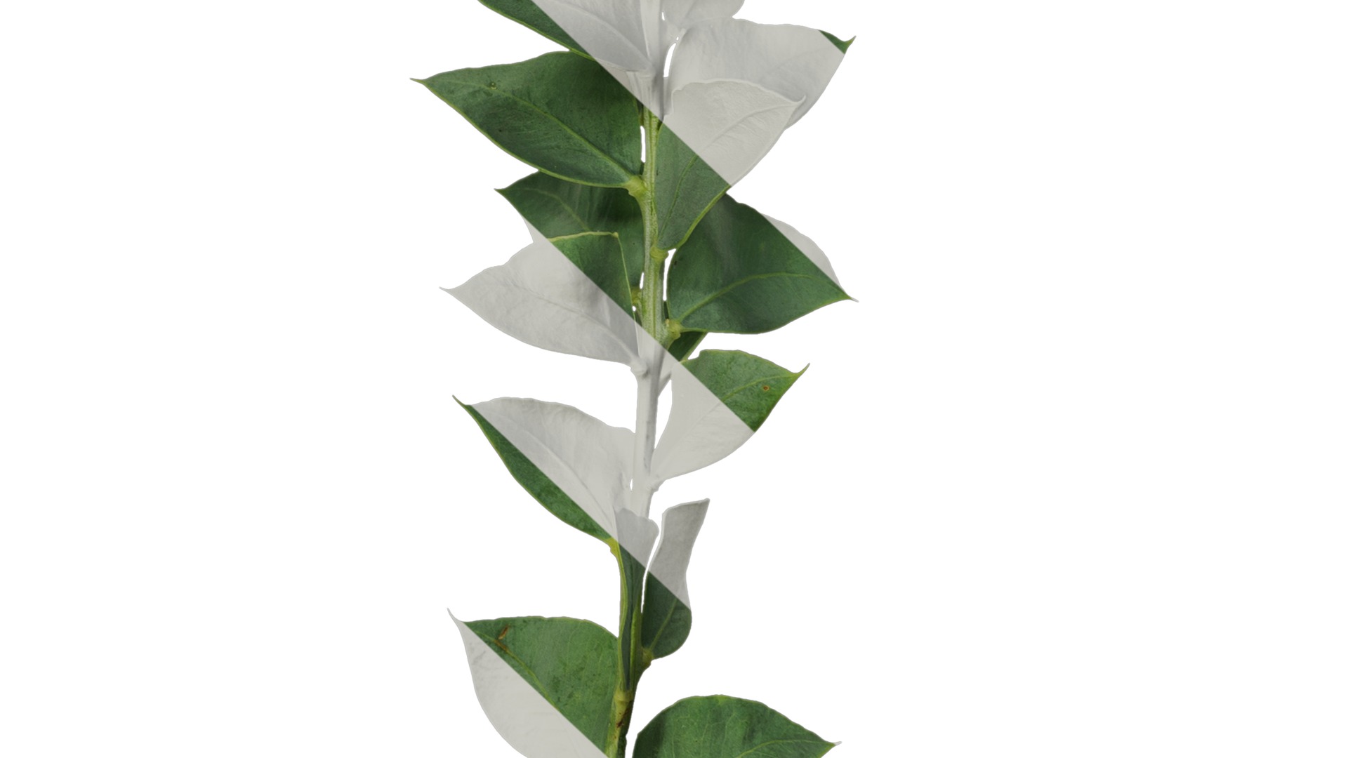 Anydrafts Acacia cultriformis Atlas 01 Texture_6