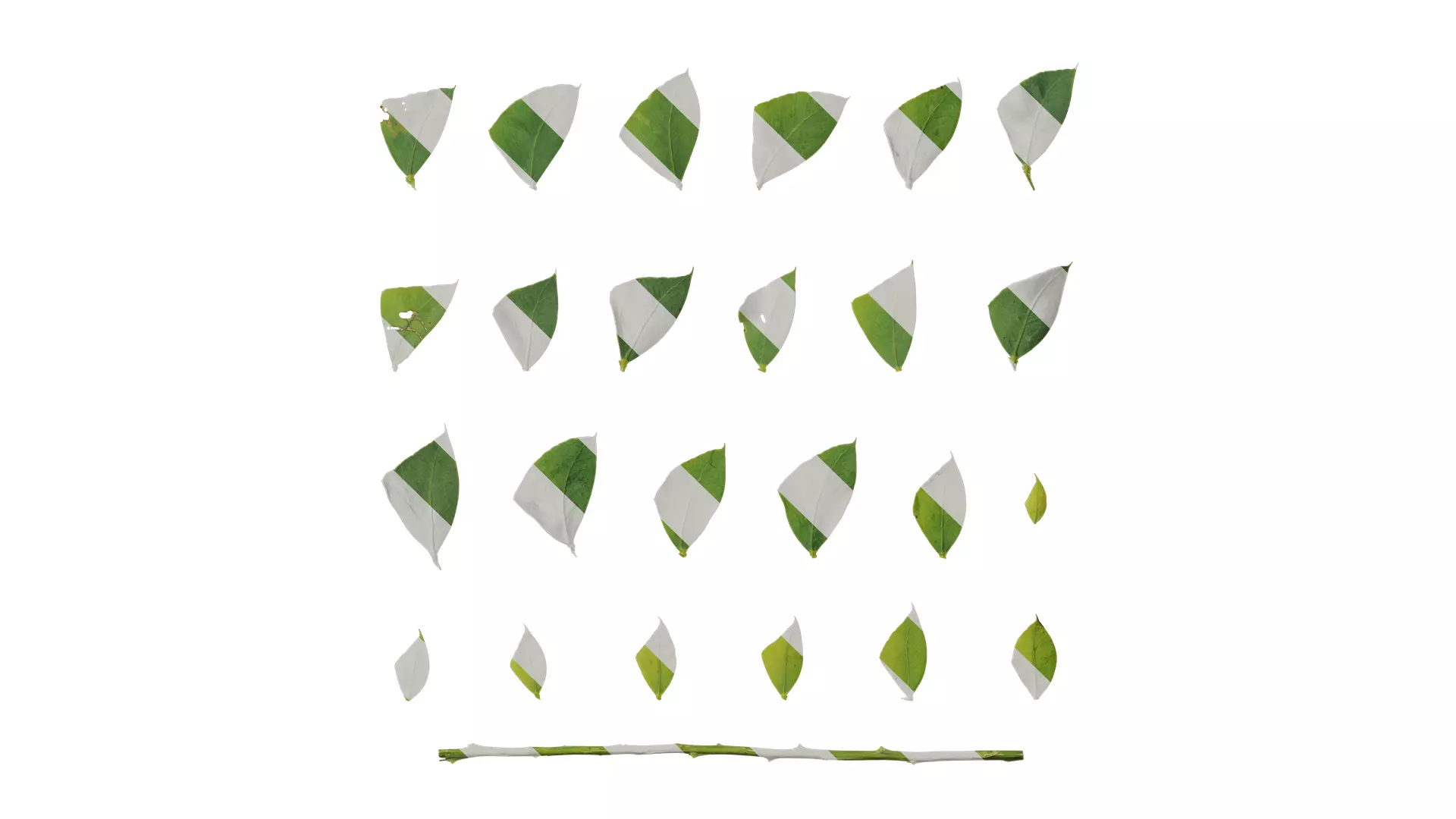 Anydrafts Acacia cultriformis Leaf 01 Texture