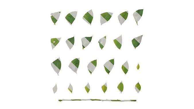 Anydrafts Acacia cultriformis Leaf 01 Texture
