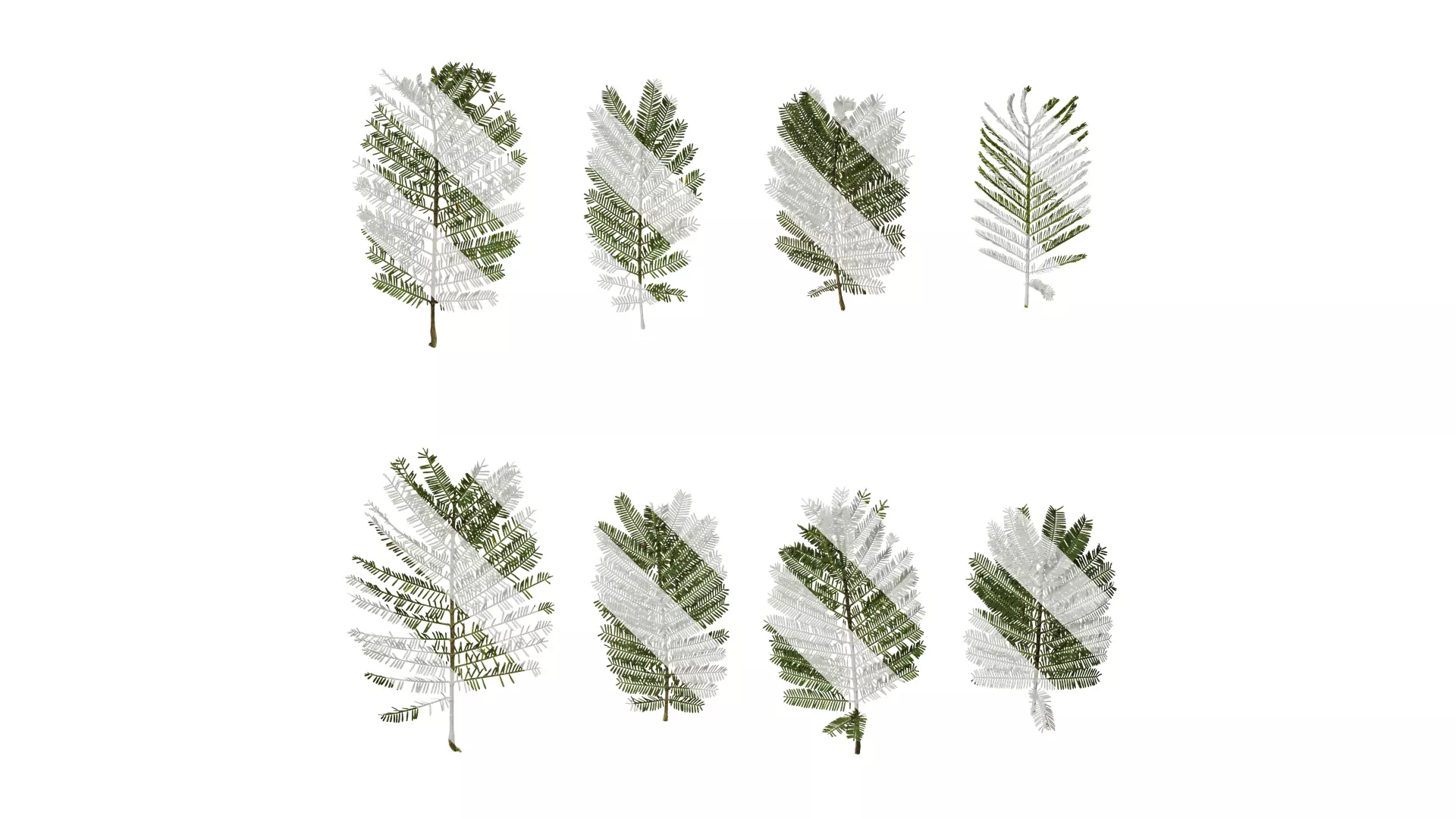 Anydrafts Acacia farnesiana Atlas 07 Texture