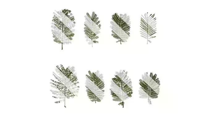 Anydrafts Acacia farnesiana Atlas 07