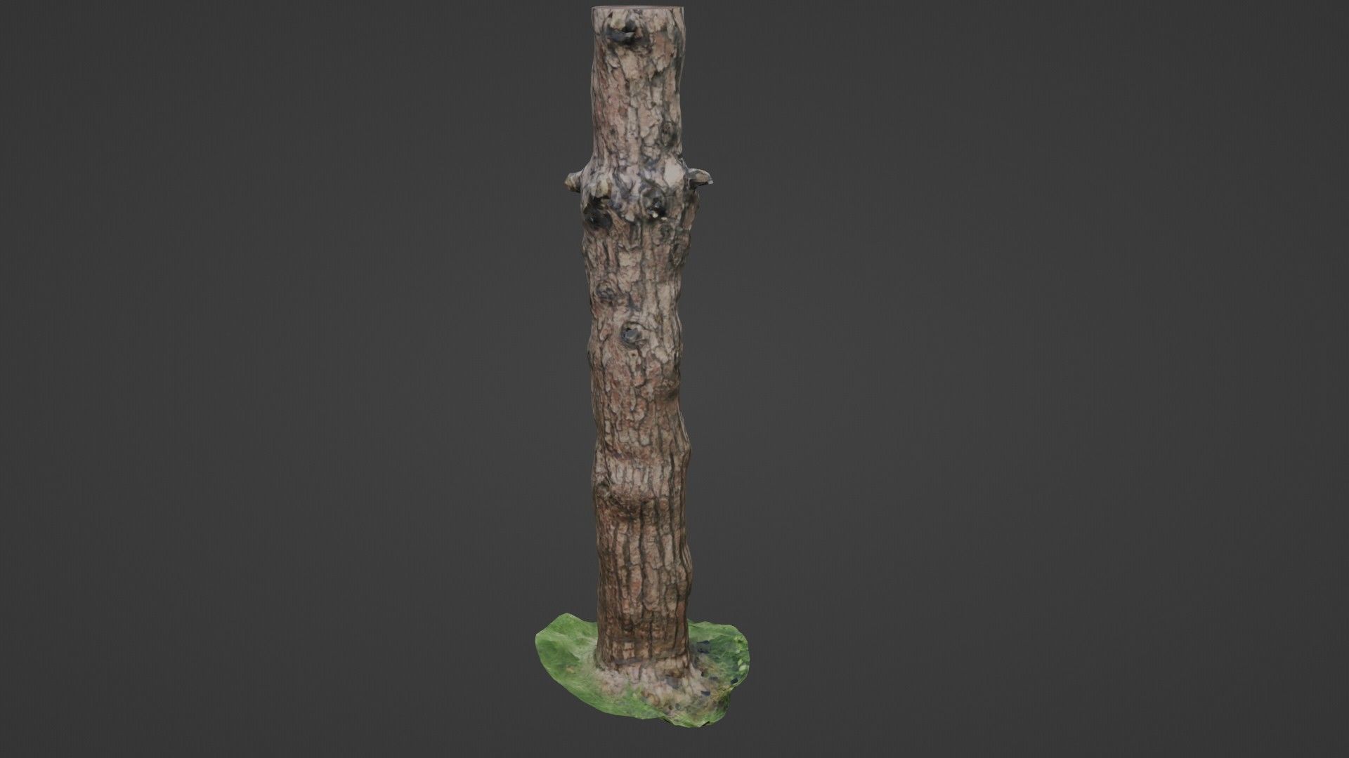 Tall tree Low-poly 3D model_1