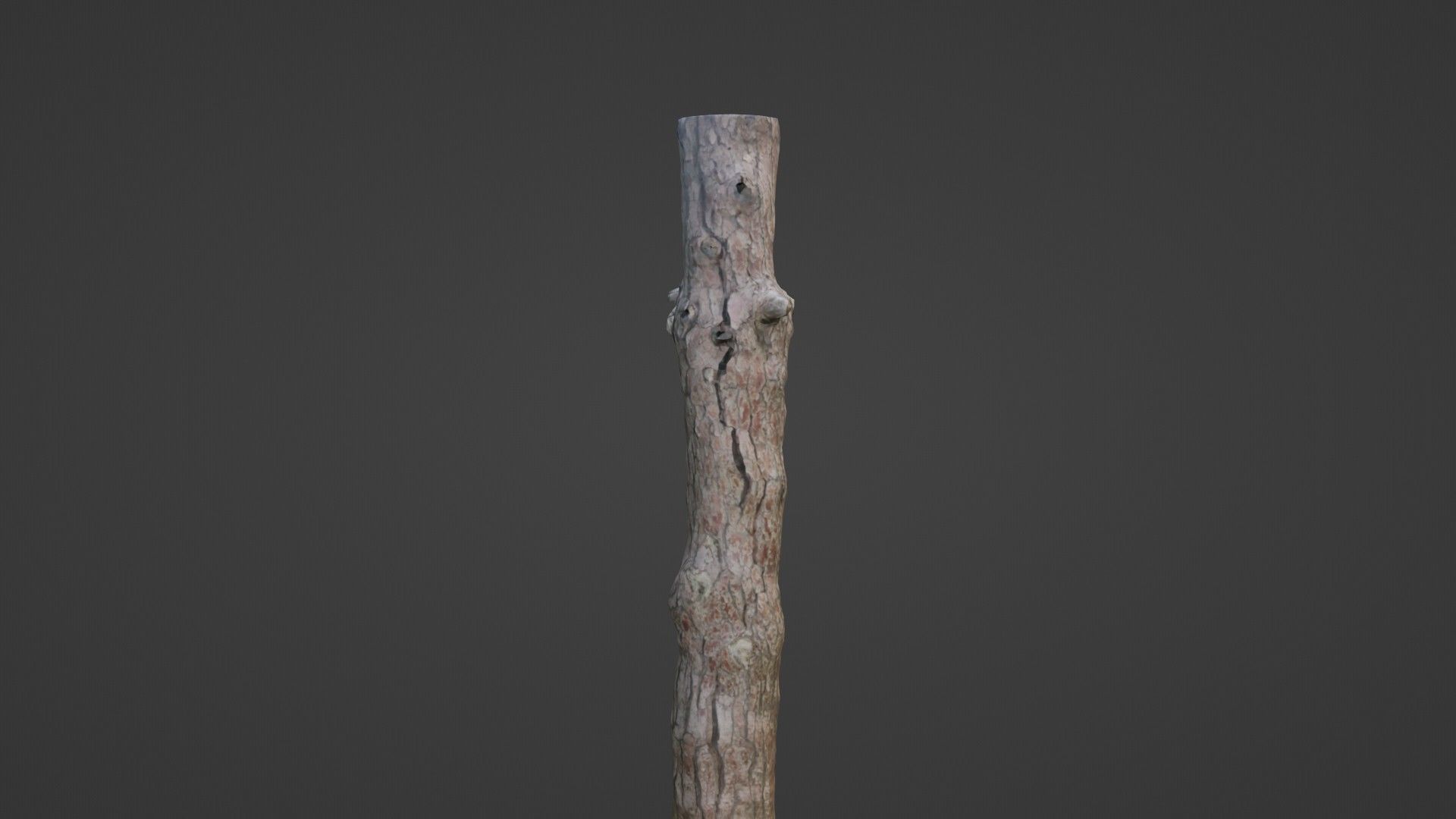 Tall tree Low-poly 3D model_7