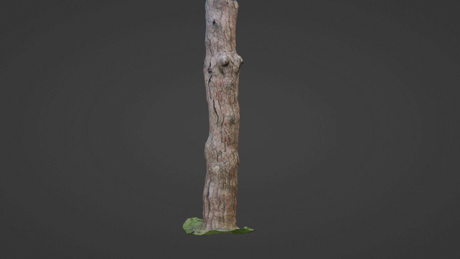 Tall tree Low-poly 3D model_5