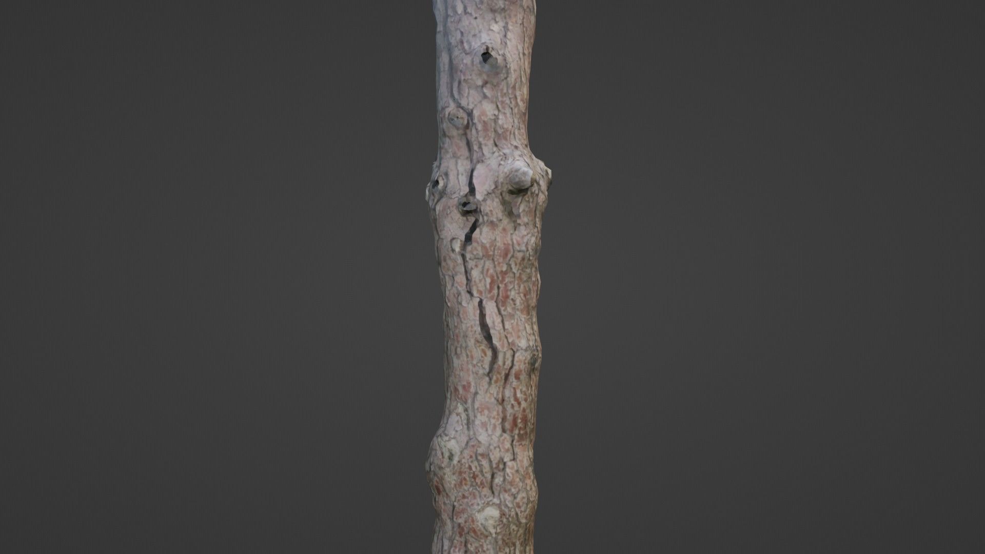 Tall tree Low-poly 3D model_6