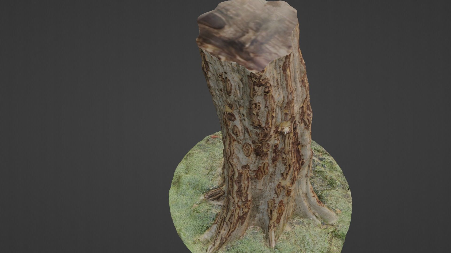 TREE SCAN Low-poly 3D model_7