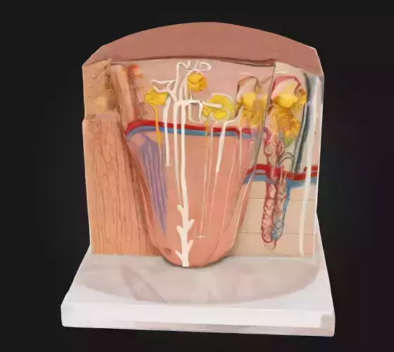 3D Model of Kidney Microanatomy   3D print model