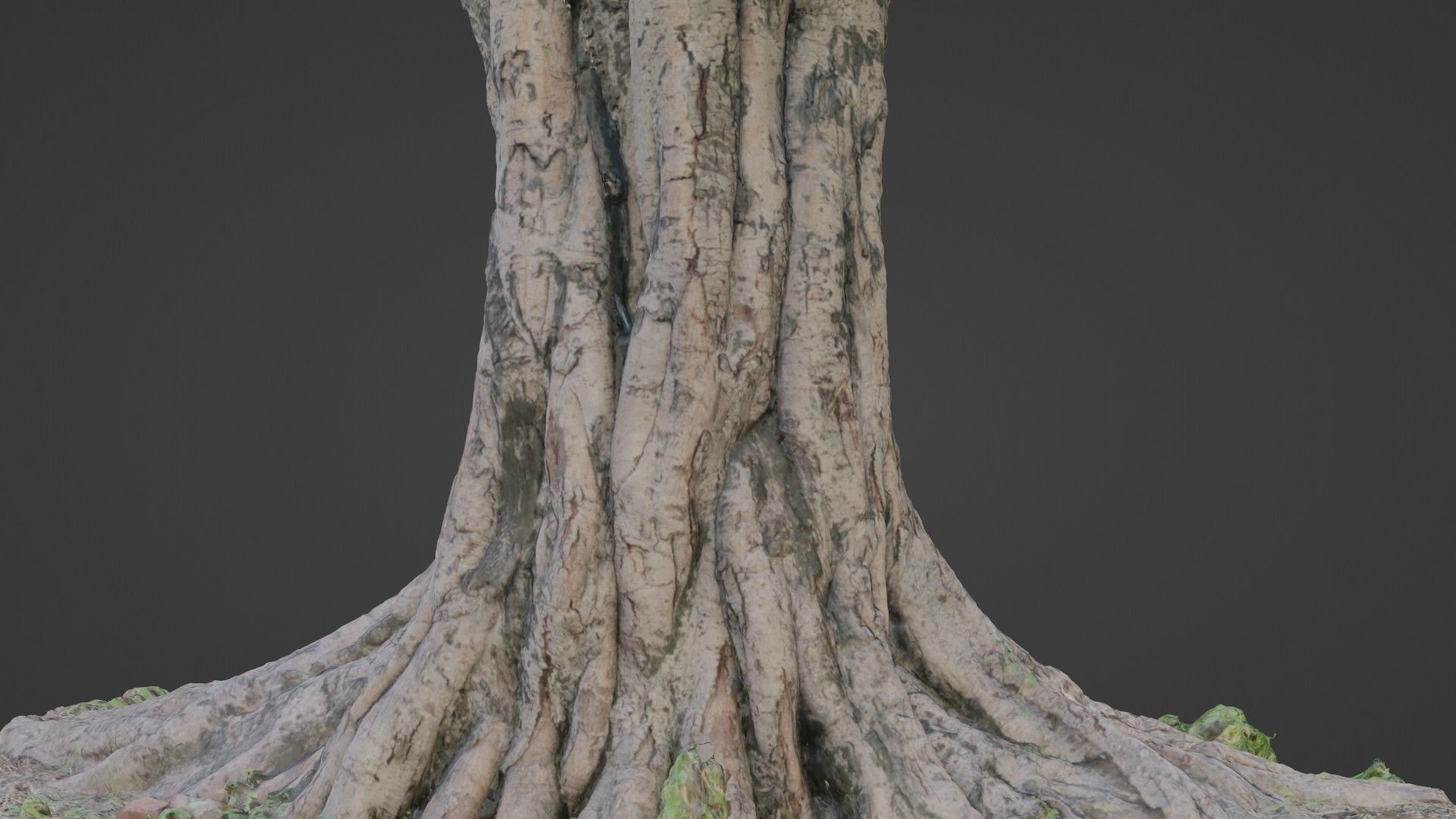 tree scan Low-poly 3D model_7