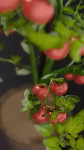 Tomato Plant 3D Model