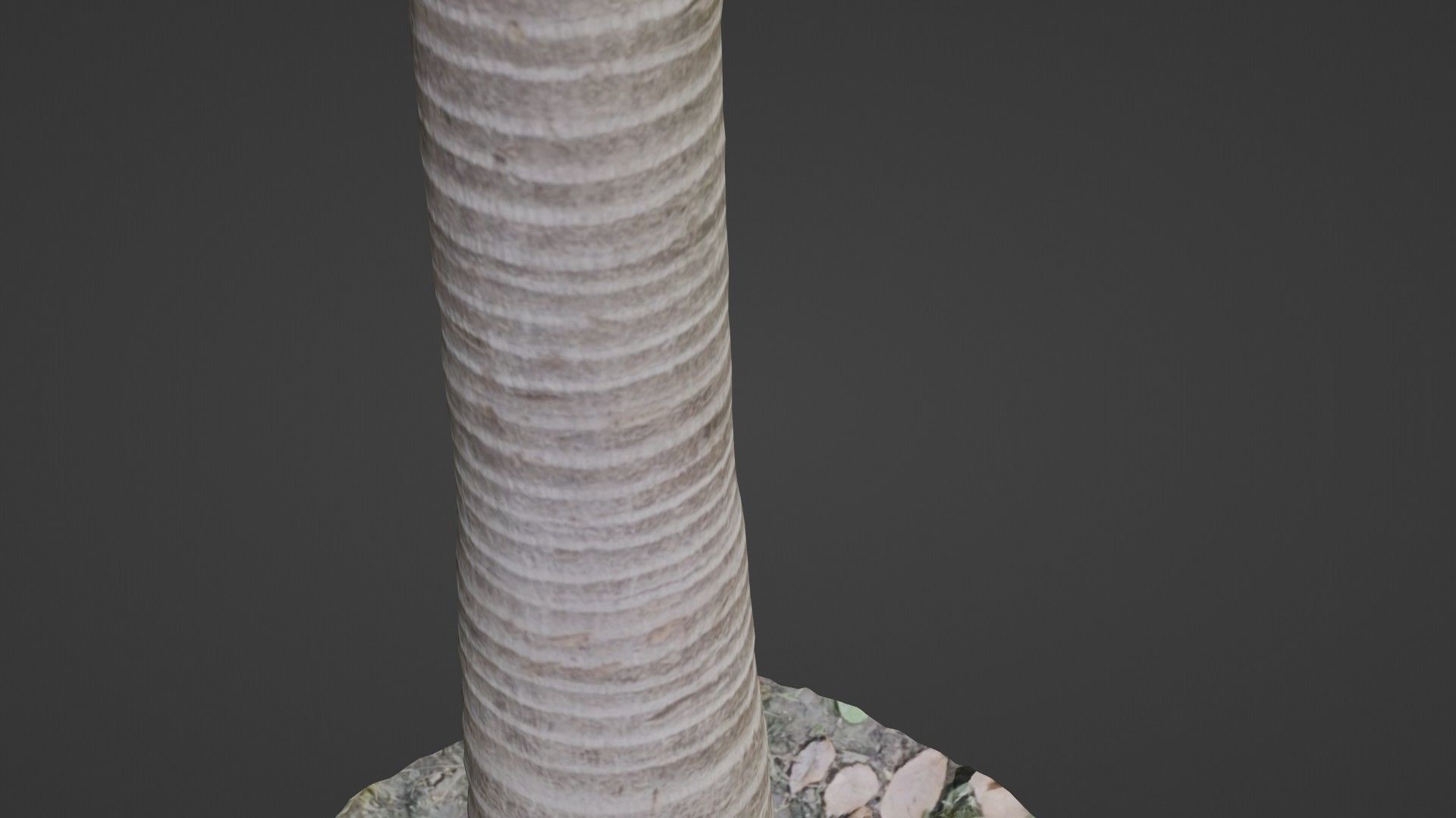 Coconut tree Low-poly 3D model_6