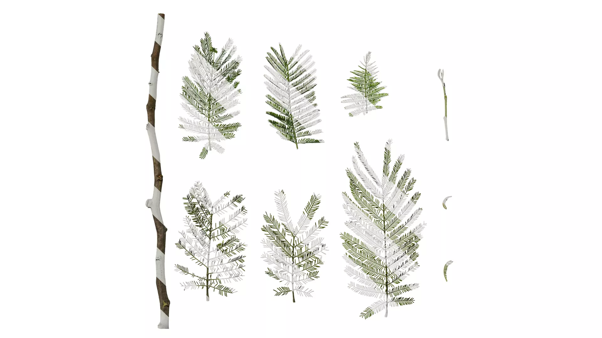 Anydrafts Acacia farnesiana Leaf 03 Texture