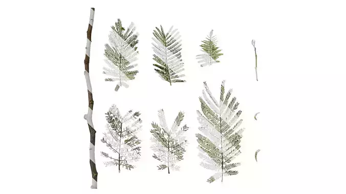 Anydrafts Acacia farnesiana Leaf 03