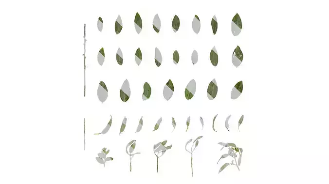 Anydrafts Acacia podalyriifolia Atlas 01