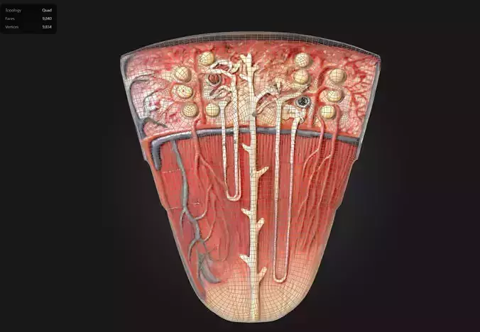 3D Model of Nephron Anatomy