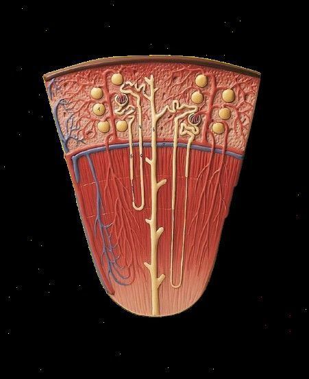 3D Model of Nephron Anatomy 3D print model_4