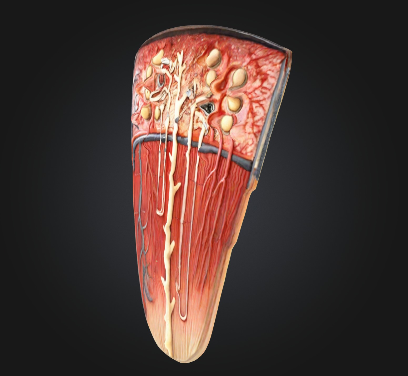 3D Model of Nephron Anatomy 3D print model_2